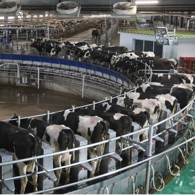 AI used for managing cows on dairy farm