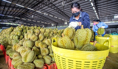 RCEP boosts durian's popularity in Chinese market