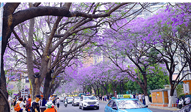 ງານສິລະປະວັດທະນະທໍາດອກຈາກາຣັນດາ ນະຄອນຄຸນໝິງ