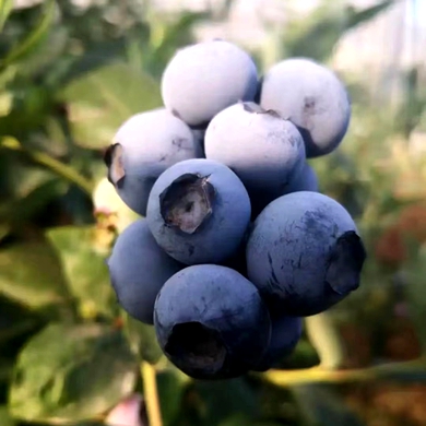  Qujing city: Blueberry brings benefits