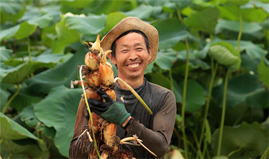 Jiangxi ပြည်နယ် Ji’anမြို့မှ လယ်သမားများ ကြာဆွယ်ရိတ်သိမ်း