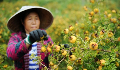 Thorn pear cultivation proves fruitful for mountain farmers