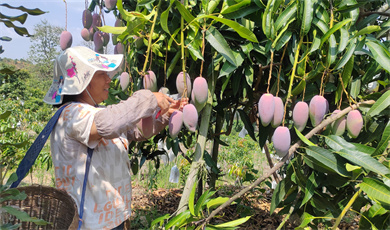 တရုတ်-မြန်မာ နယ်စပ်ရှိ ယုံတယ်ခရိုင် မွန်တီးခြံက သရက်သီးတွေကို ဘယ်လို ရောင်းချသလဲ