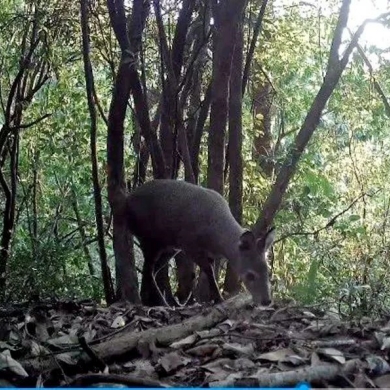 Forest musk deer spotted in Jingdong