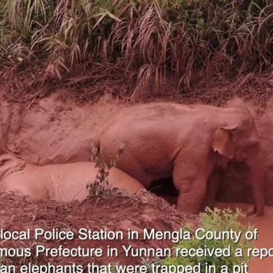 Elephant rescue in Yunnan with a surprising twist