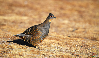 Chim trĩ cổ vàng và các động vật được bảo vệ cấp quốc gia khác được phát hiện ở Núi Tuyết Ngọc Long, tỉnh Vân Nam, Trung Quốc