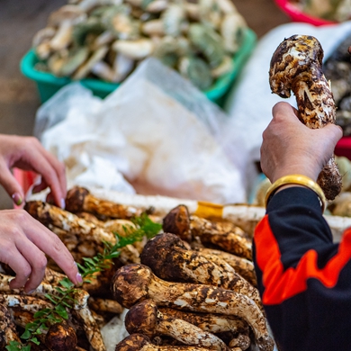 Yunnan wild mushrooms favored by Chinese consumers