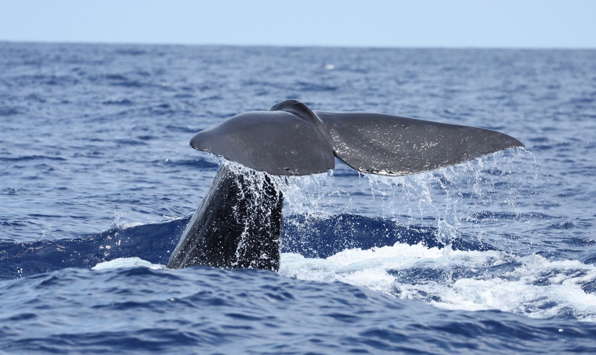 นักวิจัยจีนได้บันทึกวาฬ 15 สายพันธุ์ในทะเลจีนใต้