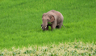 Vân Nam Trung Quốc: Đàn voi châu Á xuất hiện ở làng mạc – Địa phương giám sát và cảnh báo kịp thời