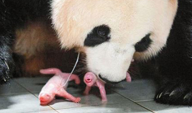 Gấu Trúc tạm trú tại Hàn Quốc sinh được một cặp song sinh