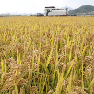 Chinese scientists unravel mystery of reproductive isolation in rice