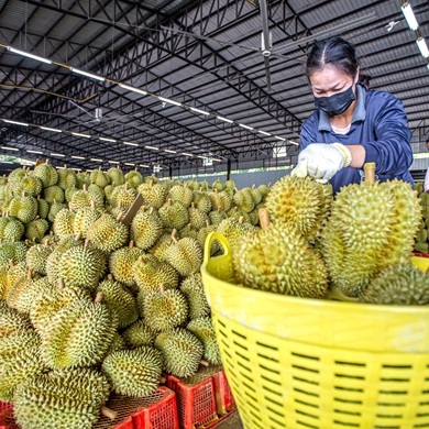RCEP boosts durian's popularity in Chinese market