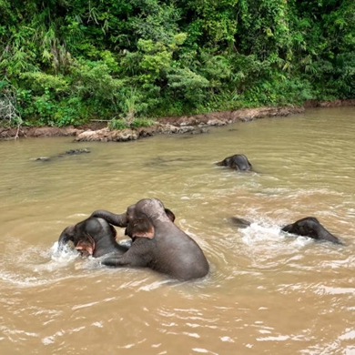 Asian elephants beat summer heat in Pu'er river