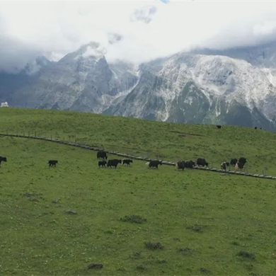 Go Deep in Lijiang: Summer in the yak meadow of Lijiang