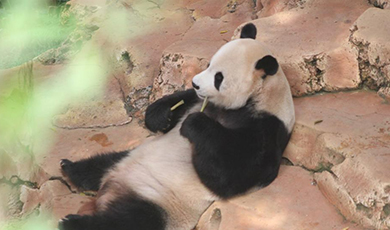 Giant panda Cai Tao's 13th birthday celebrated in Indonesia