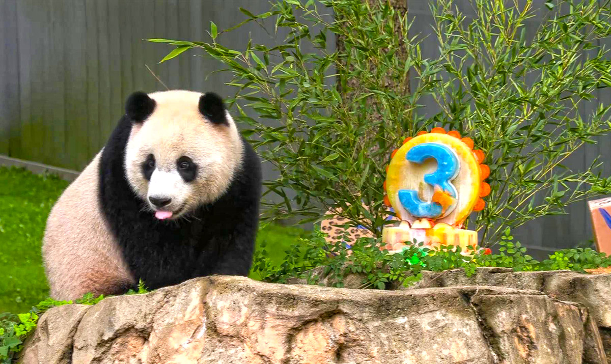 大熊猫幼崽“小奇迹”在美国迎来3岁生日