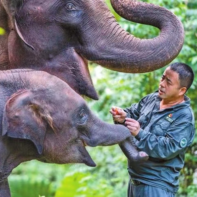 Dream, career of an elephant doctor in Yunnan