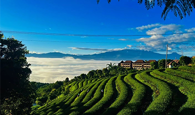 Special Yunnan Lifestyle| Vẻ đẹp xanh của thôn Trần Gia Trại: Một bức họa phong cảnh đồng quê