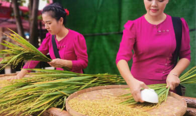 တရုတ်-မြန်မာနယ်စပ်ရှိ ရင်ကျန်းခရိုင်သို့ ဆန်အသစ်ကို မြည်းစမ်းရင်း တိုင်(ရှမ်း)လူမျိုးလူငယ်အမျိုးသမီး၊ အမျိုးသားများနှင့်အတူ 