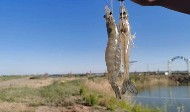 Aquaculture Innovation: Shrimp farming on saline-alkali land