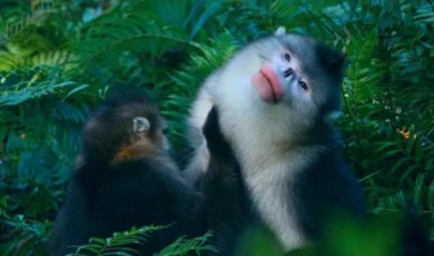  ลิงขนทองสายพันธุ์หยุนหนานในเมืองลี่เจียง เพิ่มจำนวนมากกว่า 330 ตัว