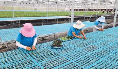 Smart factory produces 15 million vegetable seedlings
