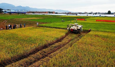 Hybrid rice hits record yield in Yunnan province