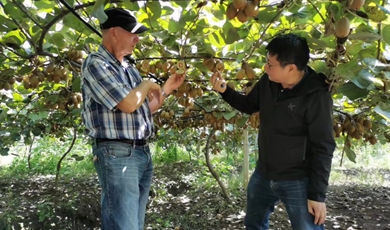 China strengthens cooperation on kiwifruit cultivation with foreign countries under BRI
