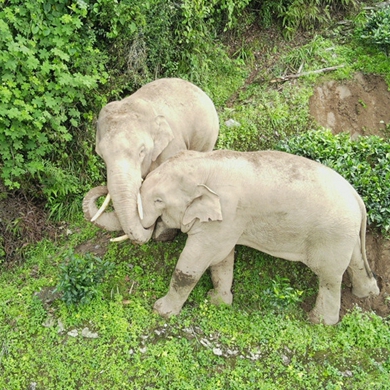 Wild Asian elephants play happily in Yunnan