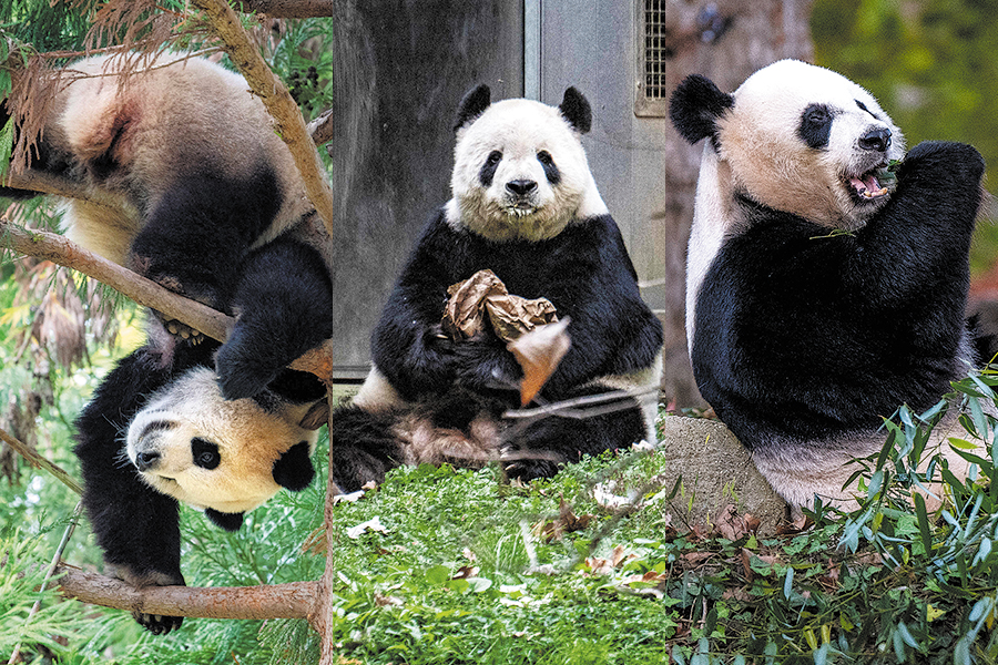 Giant panda trio return to Chengdu from Washington