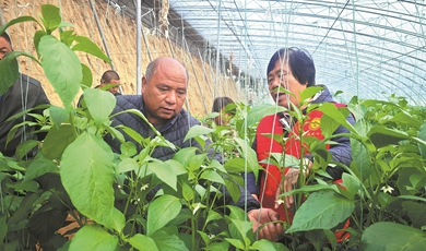 Expert helps village crops flourish