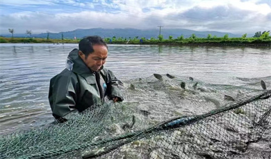 “မင်္ဂလာ”မျှော်လင့်ခြင်းလယ်ယာမြေ ။  ။ တီလားဘီးယားငါးမွေးမြူရေးလုပ်ငန်း ဖွံ့ဖြိုးတိုးတက်ပြီး ချမ်းမြေ့သာယာသော ဘဝ ရရှိ