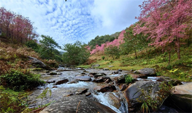 Special Yunnan Lifestyle |တရုတ်-မြန်မာ နယ်စပ် တောင်တန်းဒေသတွင် ချယ်ရီပန်း ပွင့်လန်းသော အလှတရားကို ရှုစား