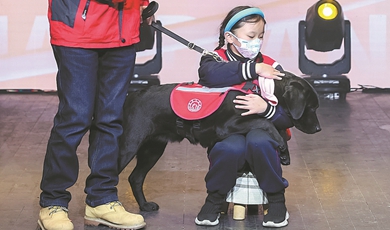 Dogs trained as companions for children with autism