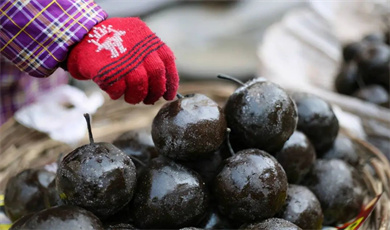  တရုတ်နိုင်ငံ အရှေ့မြောက်ပိုင်းဒေသ နယ်သူနယ်သားတွေ အကြိုက်ဆုံးဖြစ်တဲ့ “ရေခဲသစ်တော်သီး” က ဘယ်လို အသီးအနှံလဲ