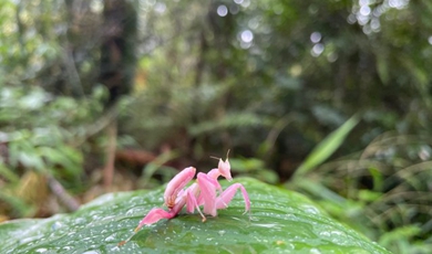 Orchid mantis rediscovered in Ning'er county