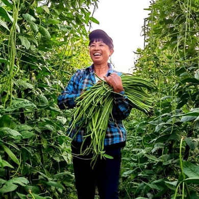 Vegetable growing enriches 4 million farmers in Yunnan