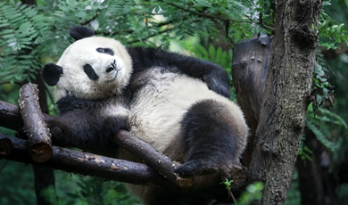 Wild giant pandas increases to nearly 1,900