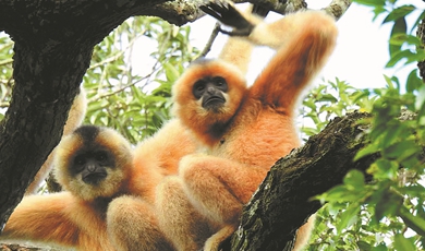 Scientists reveal gibbons' gift for choral singing