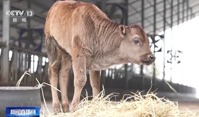 China confirms first successful cloning of endangered Xizang cattle breeds