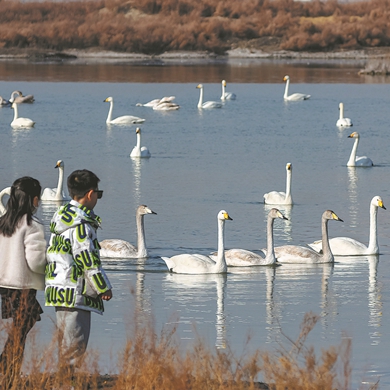 Survey points out important bird wetlands