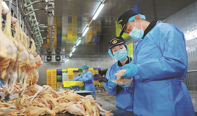 Fresh chickens return to Macao market shelves