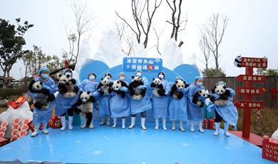 Panda cub videos released to ring in Lunar New Year