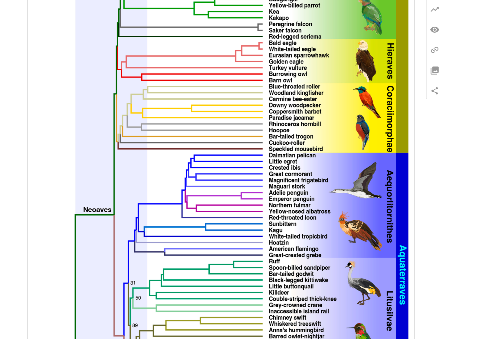 Scientists found modern birds diversified before dinosaur extinction