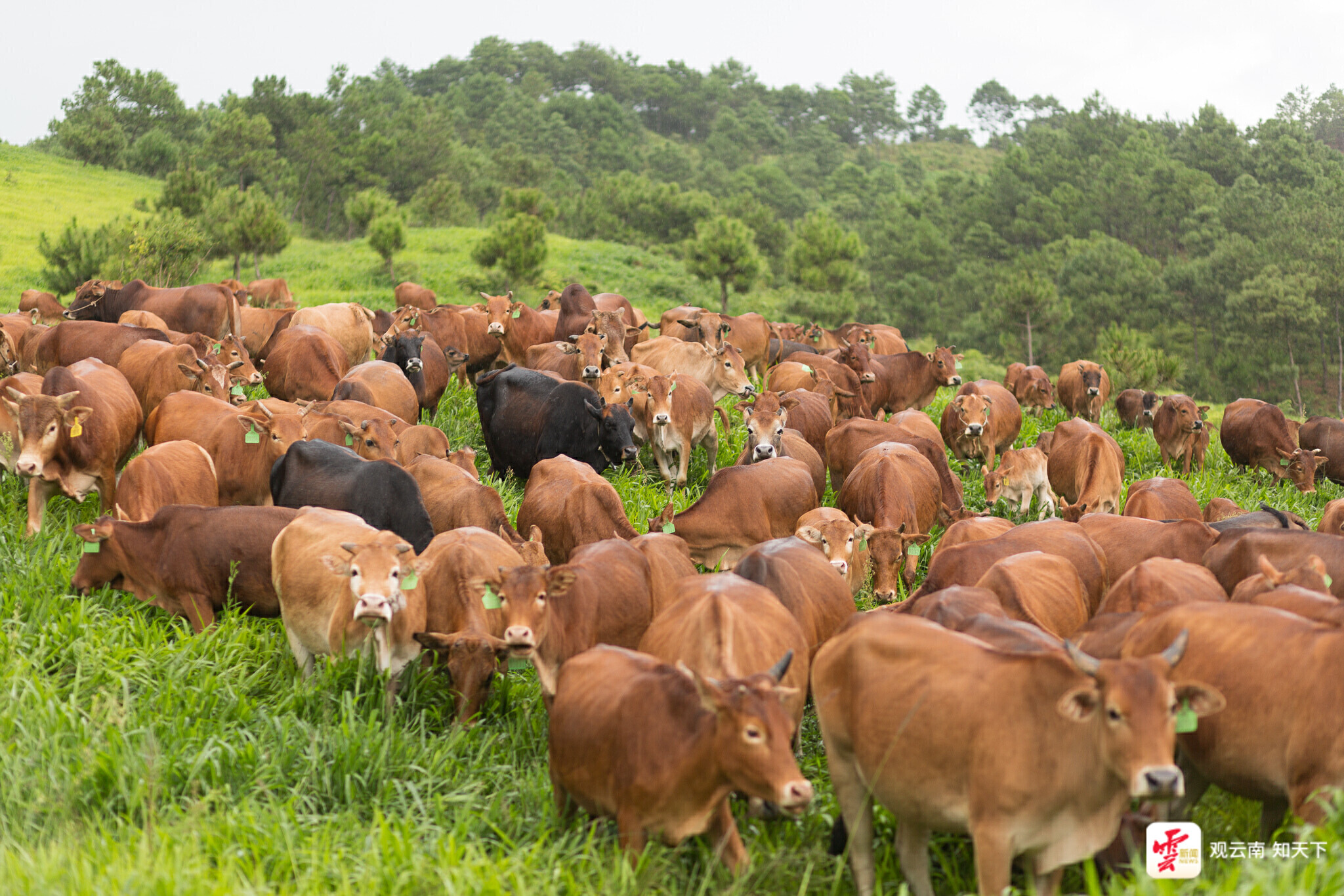 Wenshan to be top cattle producer in China