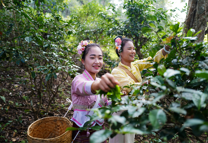 Quảng bá văn hóa trà Trung Quốc ra thế giới