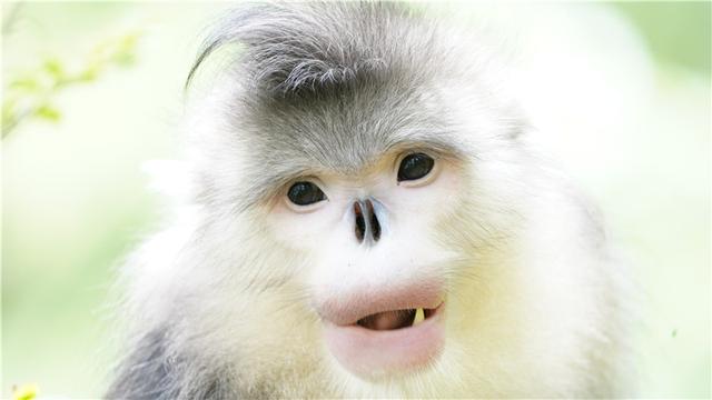 Rare golden hair monkeys thrive in China's alpine nature