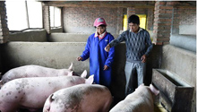 Pigs raising cooperative founded in Yunnan to alleviate poverty