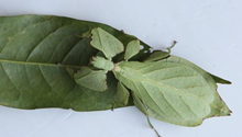 'Walking leaf' in Yunnan revealed to be rare stick insect