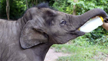 Elephants receive medical care at rescue center in Yunnan